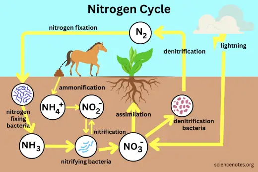 Role in Life Processes nitrogen fazal sons